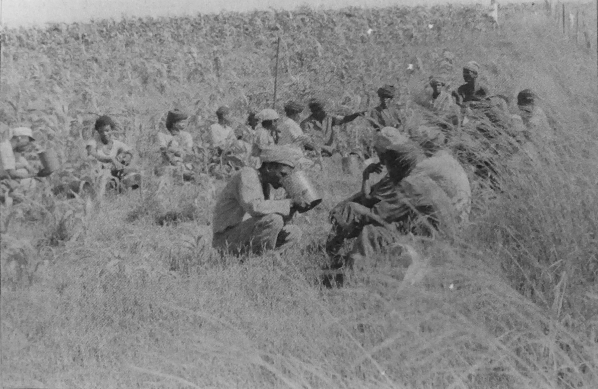 Hommes Xhosa. Boire la bière dans les champs pendant un travail collectif. 1980
